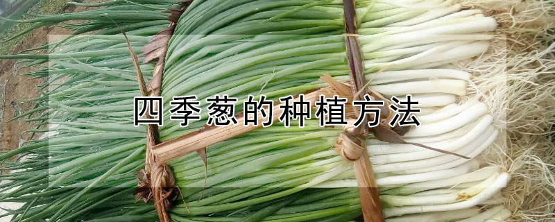 四季葱的种植方法"