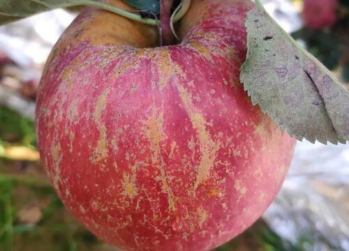 云南昭通苹果几月成熟上市 昭通丑苹果什么季节成熟