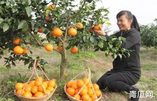 红美人柑橘种植技术"