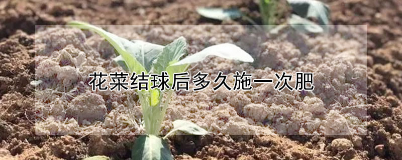 花菜结球后多久施一次肥"