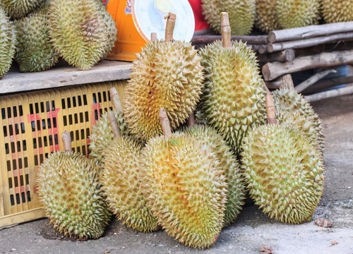 榴莲不熟要怎么放才能熟 剥开的榴莲肉没熟怎么办