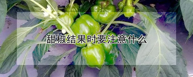 甜椒结果时要注意什么