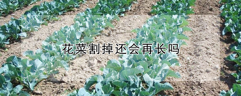 花菜割掉还会再长吗"