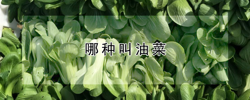 哪种叫油菜"