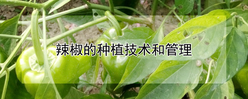 辣椒的种植技术和管理"