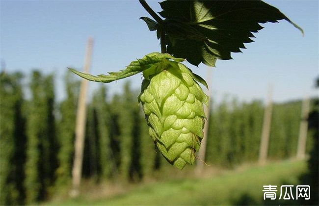 啤酒花的田间种植管理技术"