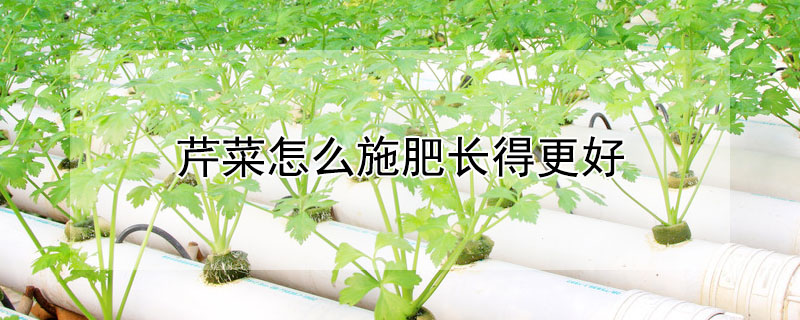 芹菜怎么施肥长得更好