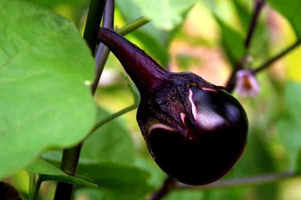 茄子科学高产种植技术