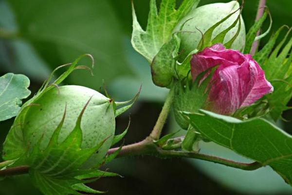 棉花花语是什么？