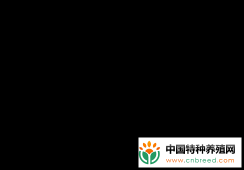 鸭子的性别分辨方法有哪些？"