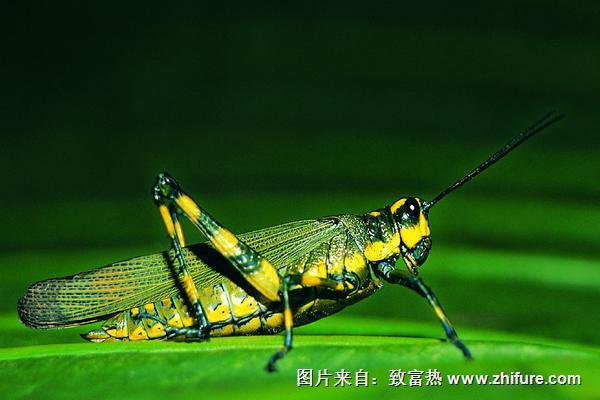 蝗虫和蚂蚱的区别是什么？