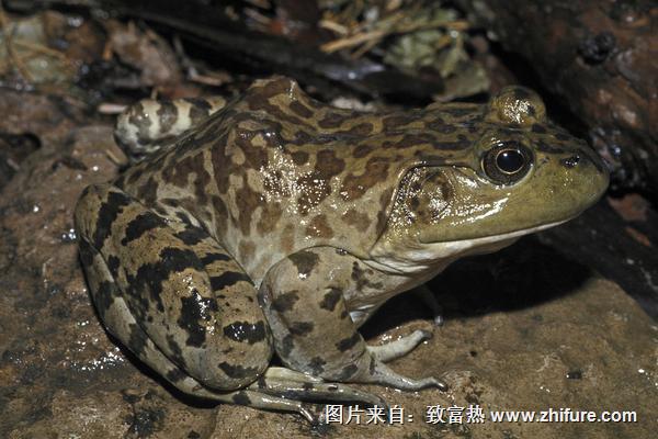 牛蛙吃什么食物？"