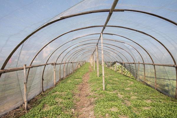 大棚野菜种植前景怎么样