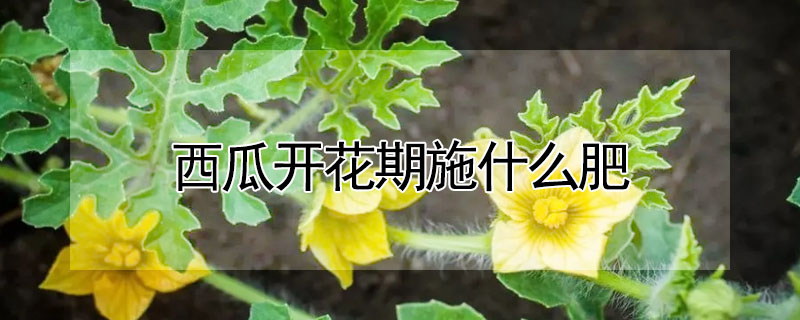 西瓜开花期施什么肥"