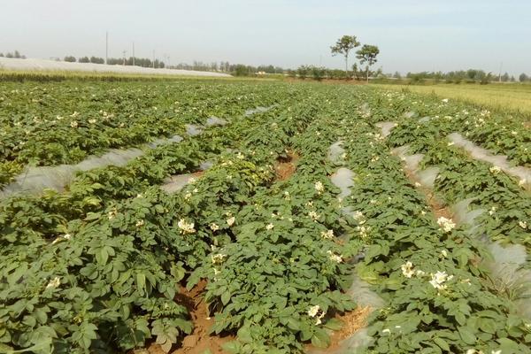 土豆种植成本及效益分析