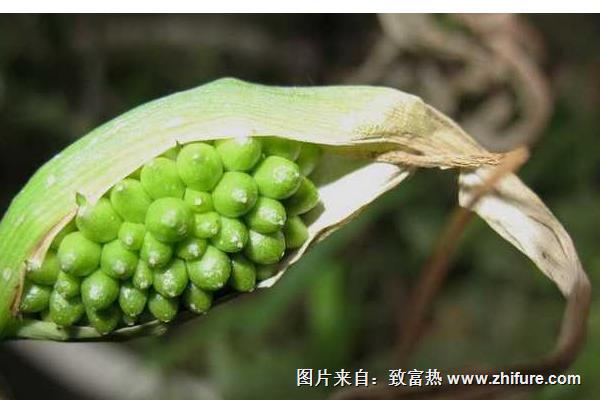 2018种半夏赚钱吗？半夏种植的利润与投资成本及前景预测"