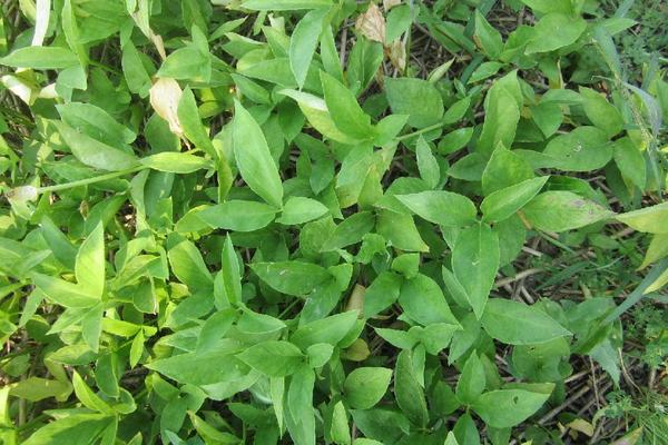 2018种半夏赚钱吗？半夏种植的利润与投资成本及前景预测