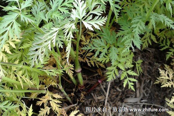 2018种川芎赚钱吗？川芎种植的利润与投资成本及前景预测"