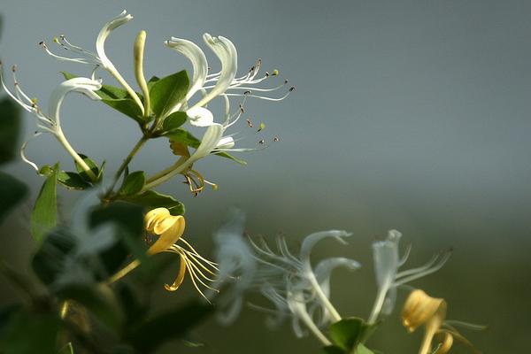 2018种金银花赚钱吗？金银花种植的利润与投资成本及前景预测