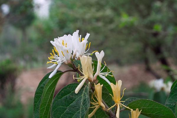 2018种金银花赚钱吗？金银花种植的利润与投资成本及前景预测