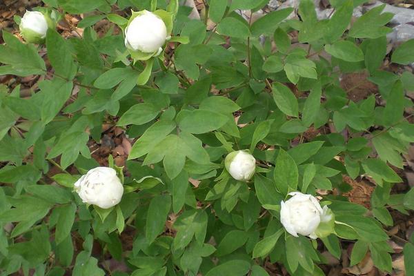 2018种白芍赚钱吗？白芍种植的利润与投资成本及前景预测