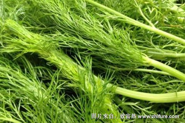 2018种茴香赚钱吗？茴香种植的利润与投资成本及前景预测