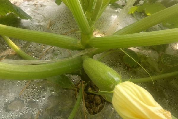 2018种西葫芦赚钱吗？西葫芦种植的利润与投资成本及前景预测