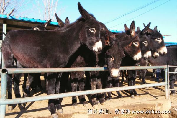 乌头驴价格多少钱一头？"