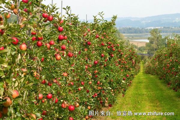 2018种苹果赚钱吗？苹果种植的利润与投资成本及前景预测"