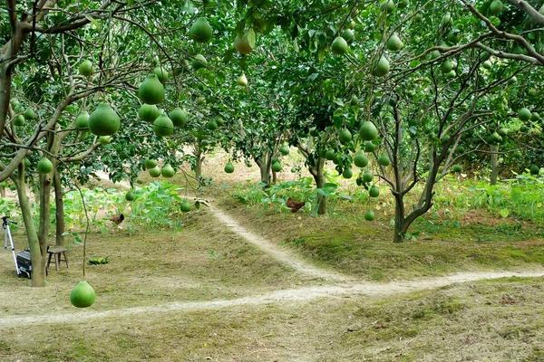 2018种柚子赚钱吗？柚子种植的利润与投资成本及前景预测