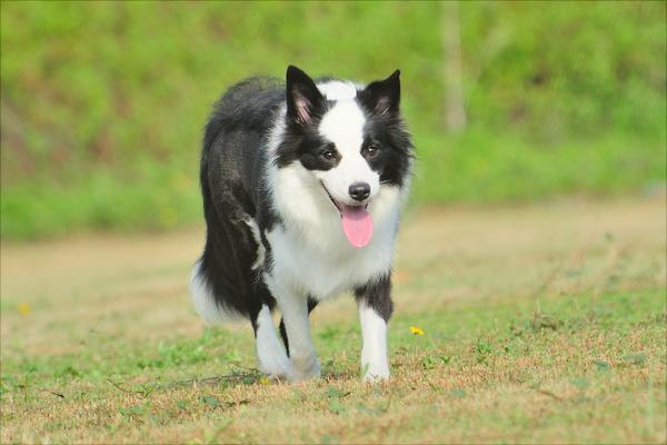 边境牧羊犬价格多少钱一只？