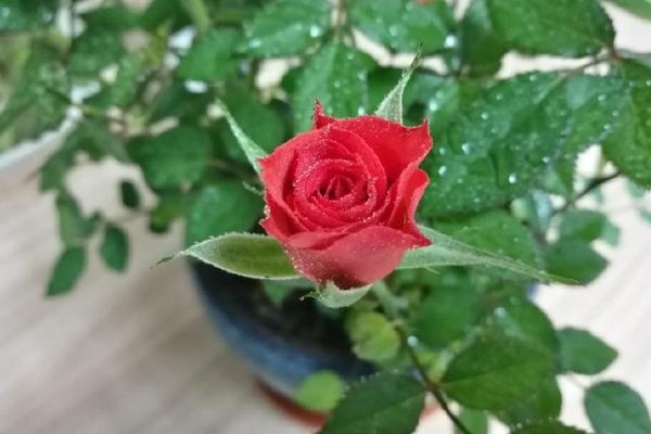 2018种玫瑰花赚钱吗？玫瑰花种植的利润与投资成本及前景预测