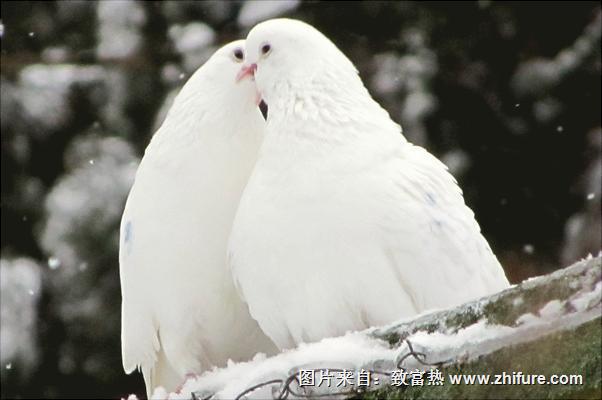 鸽子怎么分公母？