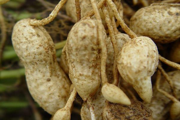 2018种花生赚钱吗？花生种植的利润与投资成本及前景预测