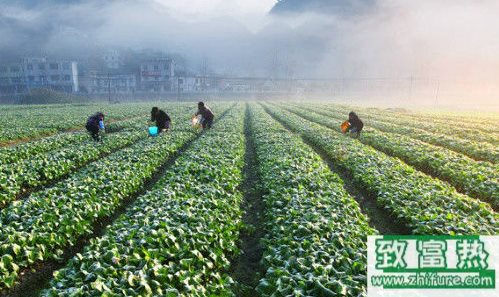 常见蔬菜露天种植时间表"