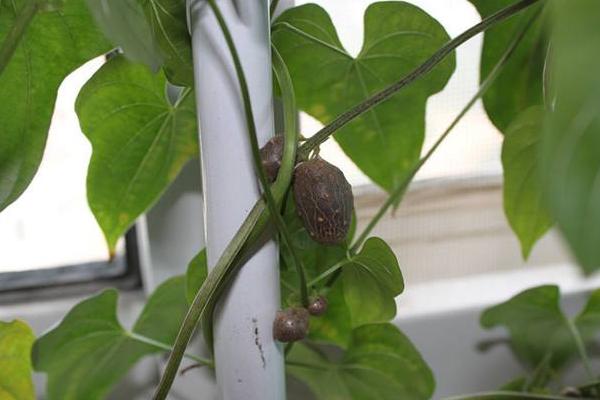 悬空种植山药的技术