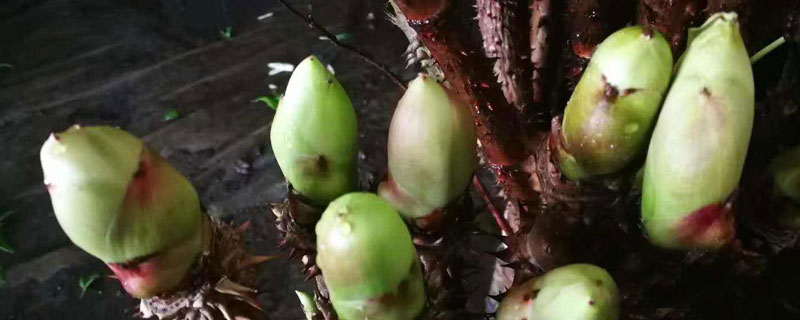 刺龙苞怎么种植"