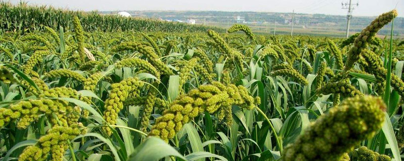 谷子种植时间，春谷4月夏谷6月"