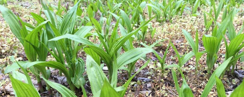 怎样种植白芨？做好田间管理，保持土壤湿润"