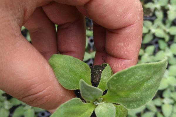 冰菜种植时间及方法