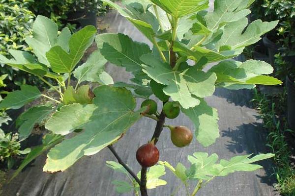 无花果种植方法