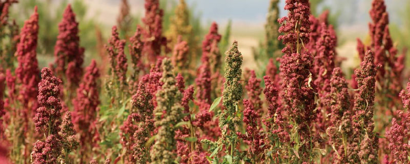 藜麦种植条件（对土地的要求） 中国适合藜麦种植地方有哪些