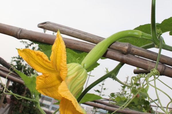 砍瓜适合什么地区种植 砍瓜什么季节上市（几月）