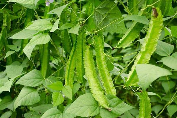 四棱豆是一年生植物吗 四棱豆生长周期是多久