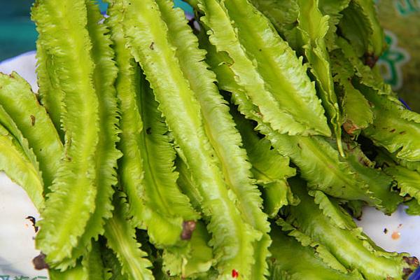 四棱豆是一年生植物吗 四棱豆生长周期是多久