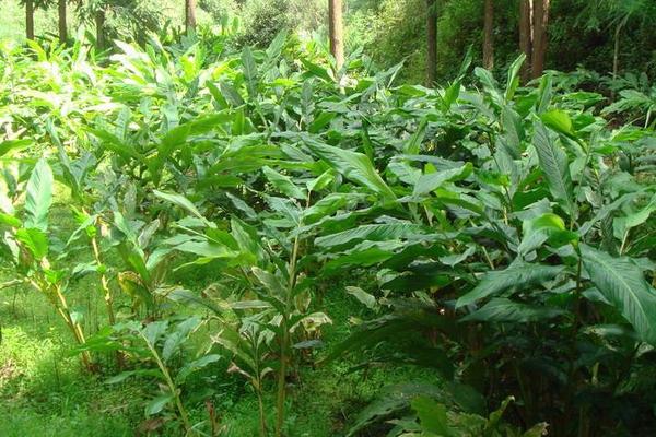 草果怎么种 草果种植技术与注意事项