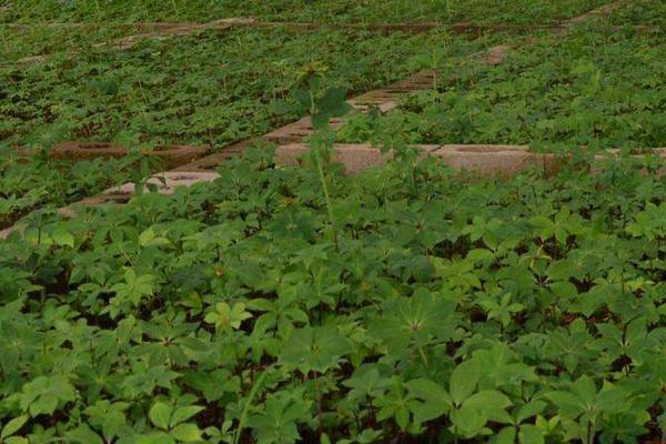 重楼的种植时间 重楼几年可以收获