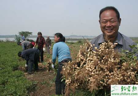 种花生饱果成熟期“四喷一排”促高产