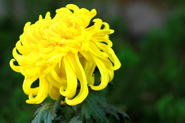 菊花怎么修剪枝叶好看 菊花繁殖方法