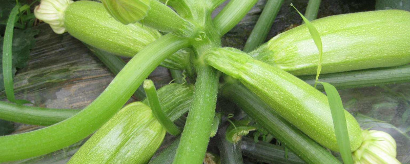 露地西葫芦种植技术"